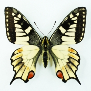 EBAY, Extreme Aberration PAPILIO MACHAON