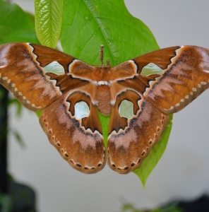 FOR SALE, Rothschildia ecuatorialis COCOONS