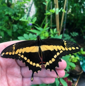 FOR SALE, Giant Swallowtail Pupae 