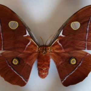 EBAY, Rare Saturniidae on German EBAY