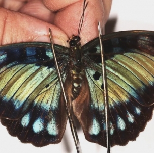 EBAY, Rare African Nymphalidae species