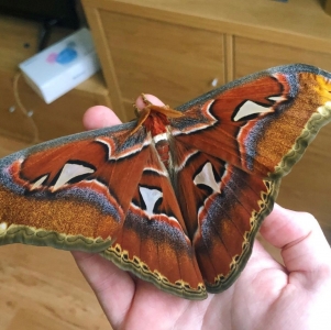FOR SALE, ATTACUS ATLAS COCOONS (THAILAND - DIAPAUSE)