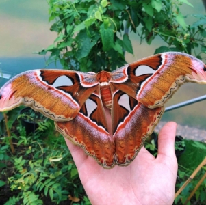 FOR SALE, ATTACUS LORQUINI COCOONS