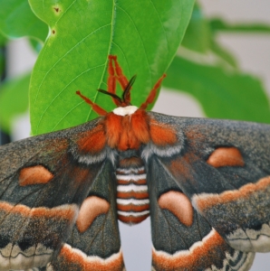 FOR SALE, HYALOPHORA CECROPIA COCOONS