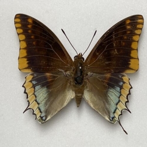 FOR SALE, Butterflies for sale from Uganda/Tanzania/England