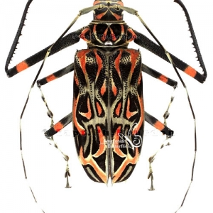 FOR SALE, Acrocinus longimanus (arlequines)