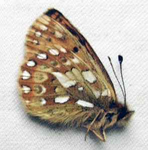 FOR SALE, Nymphalidae from Russia