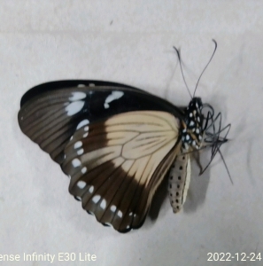 FOR SALE, PAPILIO DARDANUS  F. TROPHONIUS