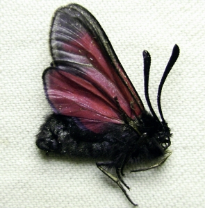 FOR SALE, Zygaena from Russia
