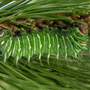 FOR SALE, Actias dubernardi cocoons