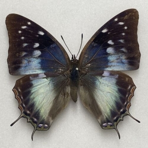 FOR SALE, Butterflies for sale from Uganda/Tanzania/England