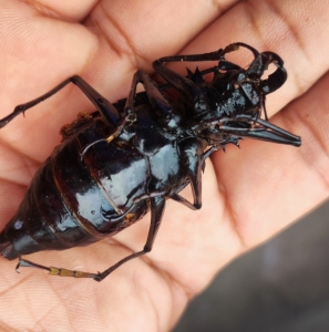 FOR SALE, Cerambycidae 