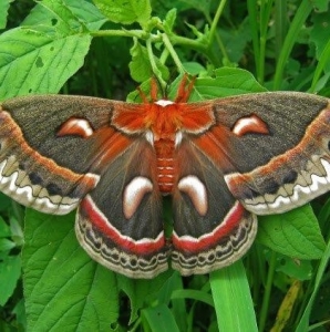 WANT TO BUY, H. cecropia cocoons