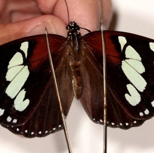 EBAY, Rare African Nymphalidae 