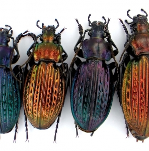 EBAY, Palearctic Carabus on E-bay auction