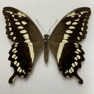 FOR SALE, Butterflies for sale from Uganda/Tanzania