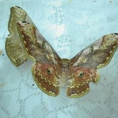 FOR SALE, Overwinter Saturniidae eggs from Taiwan