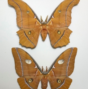 FOR SALE, Antheraea godmani LARGE pairs