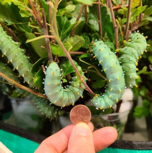 WANT TO BUY, Saturniidae, live cocoons, native US species