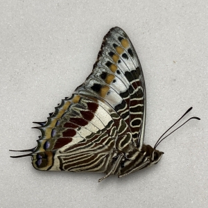 FOR SALE, Butterflies for sale from Uganda/Tanzania